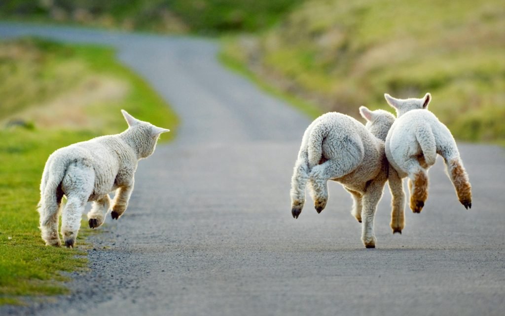 Livestock Control