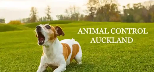 Contact Animal Control in Auckland: A Guide to Finding the Right Phone  Number - Animal Control New Zealand