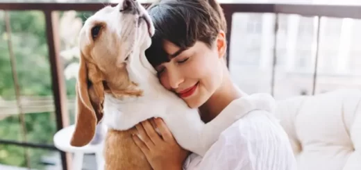 Registering Your Dog